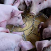 Pigs Eatting Feed Chx69 Pixabay