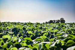 Lush green soybean field stretching to horizon under clear blue sky with trees in distance