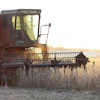 Soybean Harvest Sunset Taylormariecasey13 Pixabay