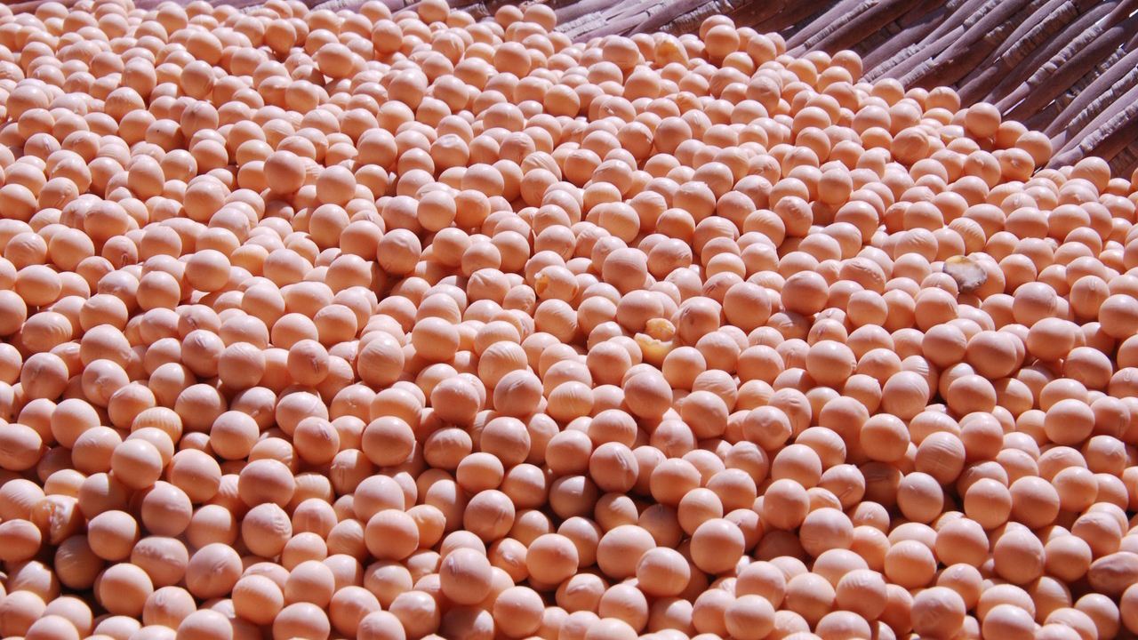 Soybean Pile In Basket Pixabay