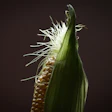Close-up of corn ear with green husks partially peeled, revealing golden kernels and white silk strands against dark background