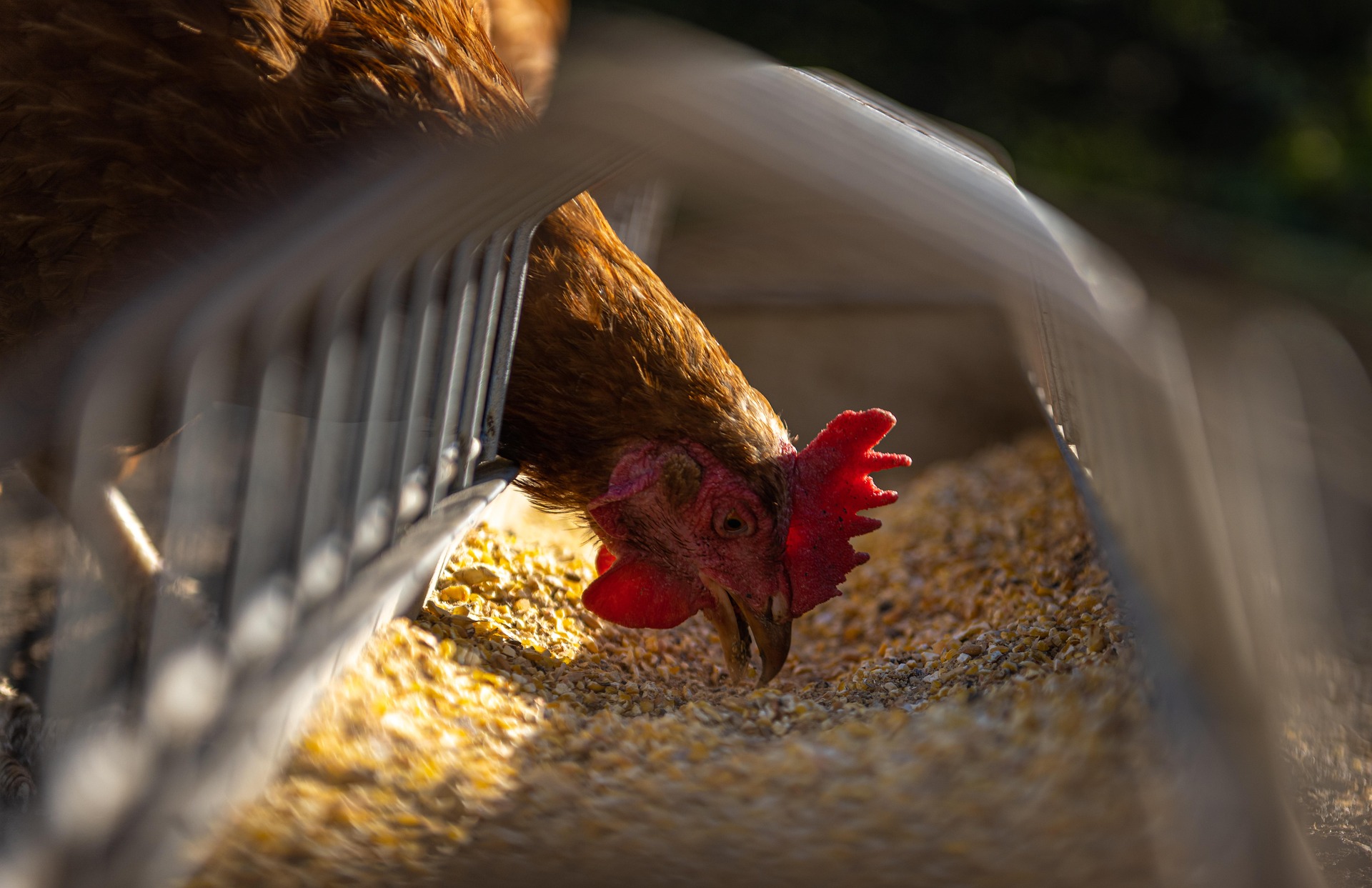 Red and brown rooster standing in straw bedding inside a farm coop with natural sunlight