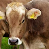 Brown and white dairy cow with yellow ear tags standing in green pasture