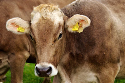 Brown and white dairy cow with yellow ear tags standing in green pasture