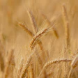 Close-up of golden wheat heads in a field with shallow depth of field