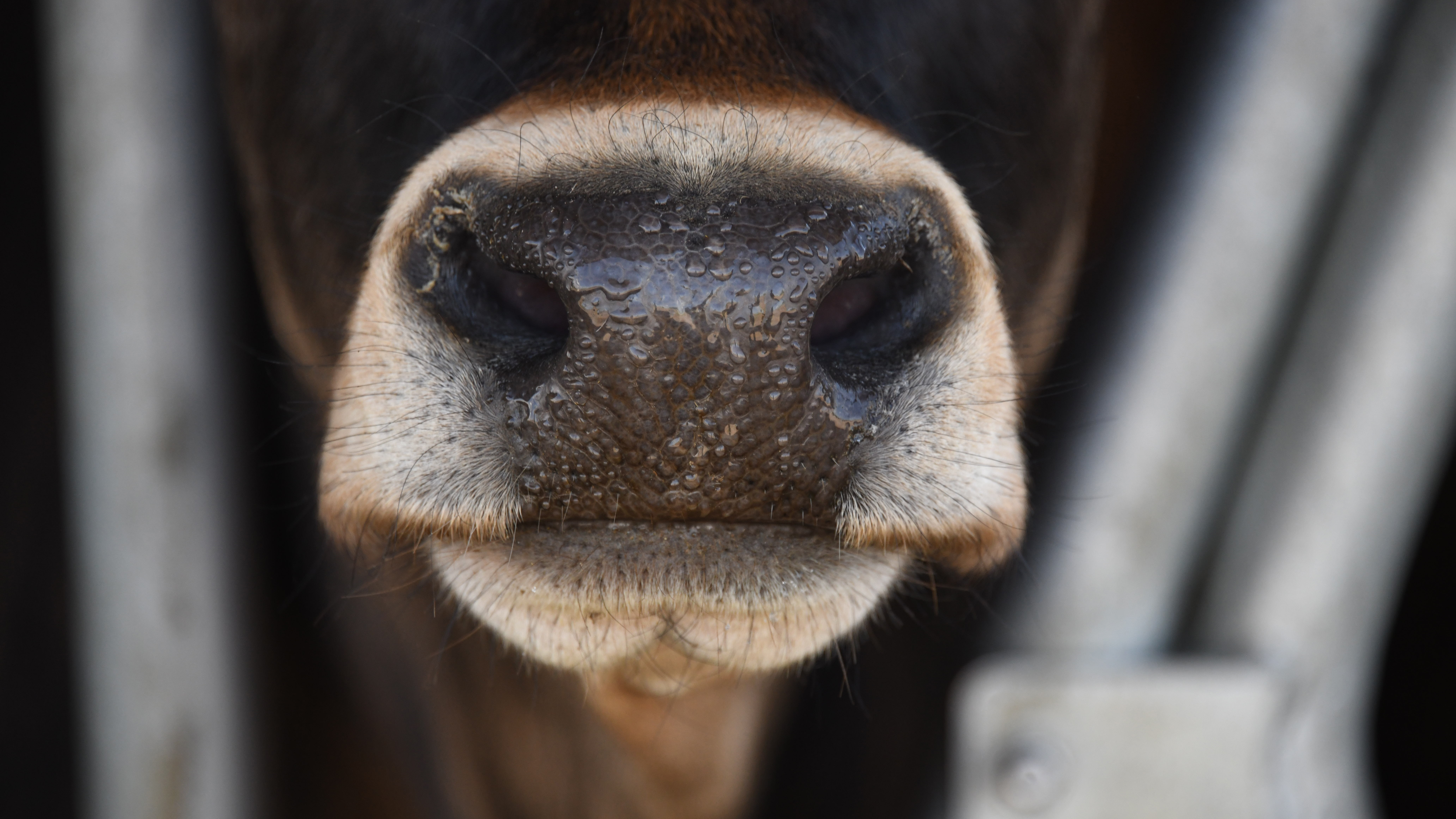 Close-up of a cow's nose showing textured black and tan muzzle with white markings