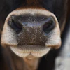 Close-up of a cow's nose showing textured black and tan muzzle with white markings