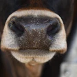 Close-up of a cow's nose showing textured black and tan muzzle with white markings