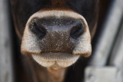 Close-up of a cow's nose showing textured black and tan muzzle with white markings