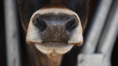 Close-up of a cow's nose showing textured black and tan muzzle with white markings