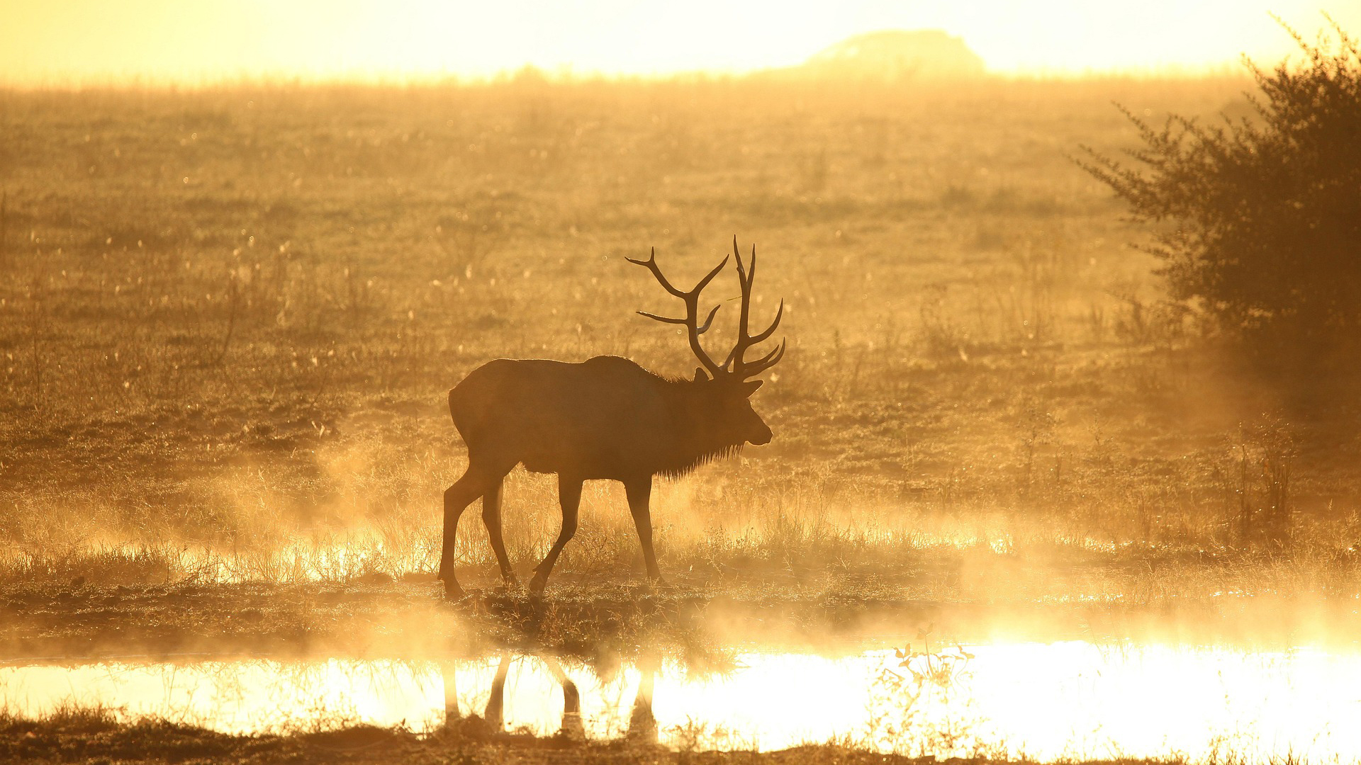 Silhouetted elk wading through shallow water at sunset with golden atmospheric haze