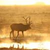 Silhouetted elk wading through shallow water at sunset with golden atmospheric haze