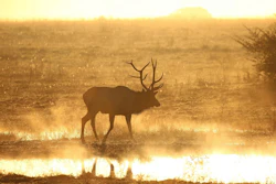 Silhouetted elk wading through shallow water at sunset with golden atmospheric haze