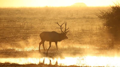 Silhouetted elk wading through shallow water at sunset with golden atmospheric haze