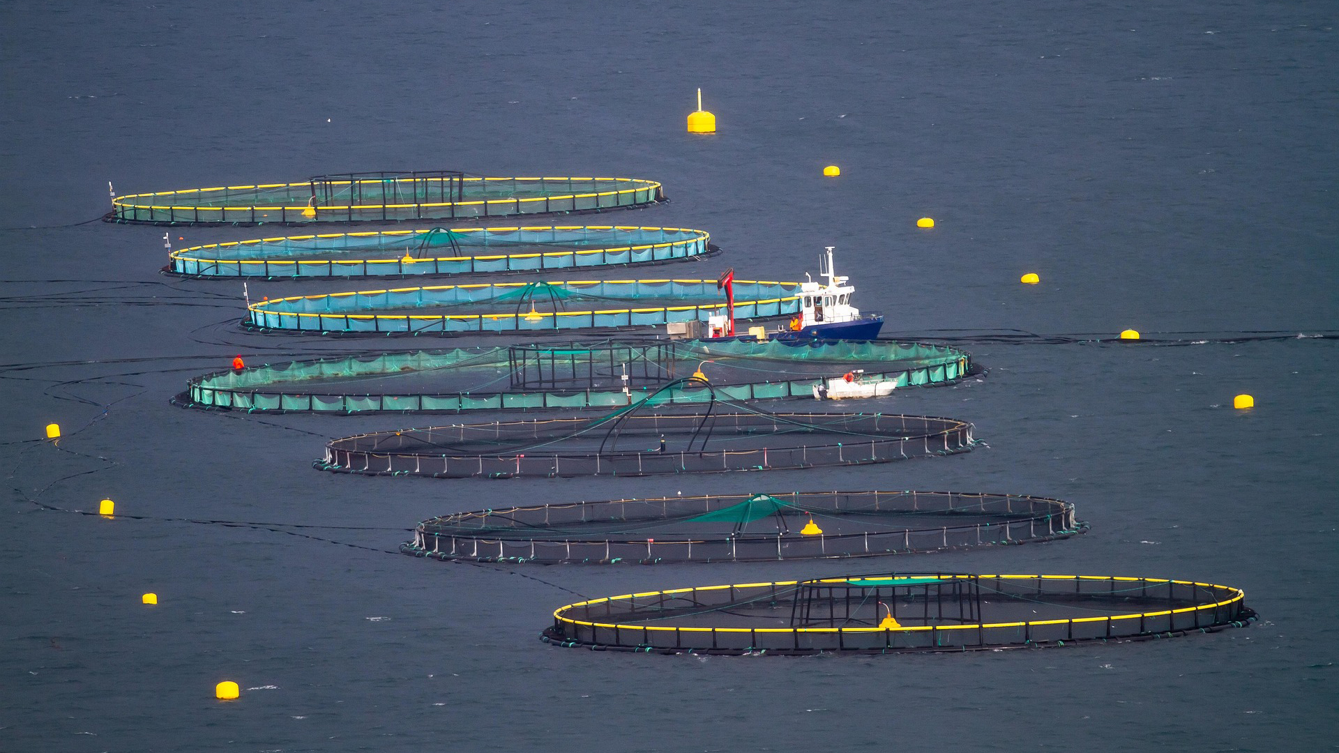 Aerial view of multiple fish farm aquaculture pens with service vessel and yellow buoys in blue water
