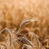 Golden wheat stalks with awns in focus against a blurred field background at harvest time