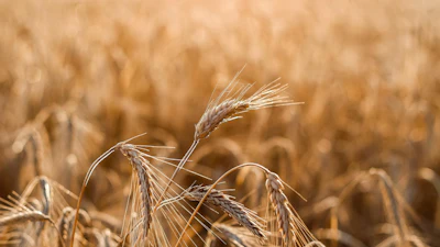 Close-up of golden wheat heads with delicate awns in a mature grain field