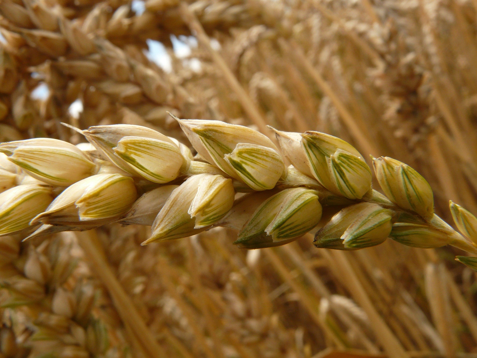 Close-up of golden wheat head with green husks in mature grain field