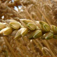 Close-up of golden wheat head with green husks in mature grain field
