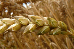 Close-up of golden wheat head with green husks in mature grain field