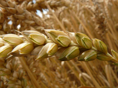 Close-up of golden wheat head with green husks in mature grain field
