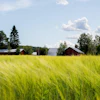 Rural farmland with golden grain field, red barns, and evergreen forest under blue sky with white clouds