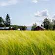 Rural farmland with golden grain field, red barns, and evergreen forest under blue sky with white clouds