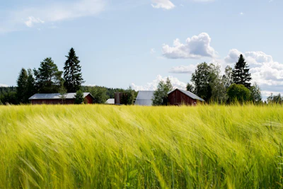 Rural farmland with golden grain field, red barns, and evergreen forest under blue sky with white clouds
