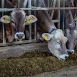 Dairy cows eating hay at farm feeding station with identification ear tags
