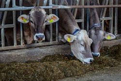 Dairy cows eating hay at farm feeding station with identification ear tags
