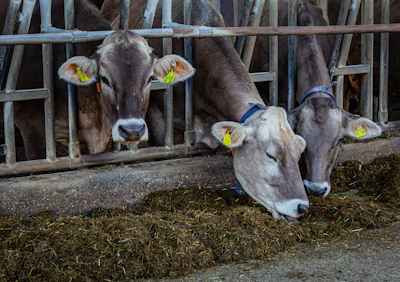 Dairy cows eating hay at farm feeding station with identification ear tags