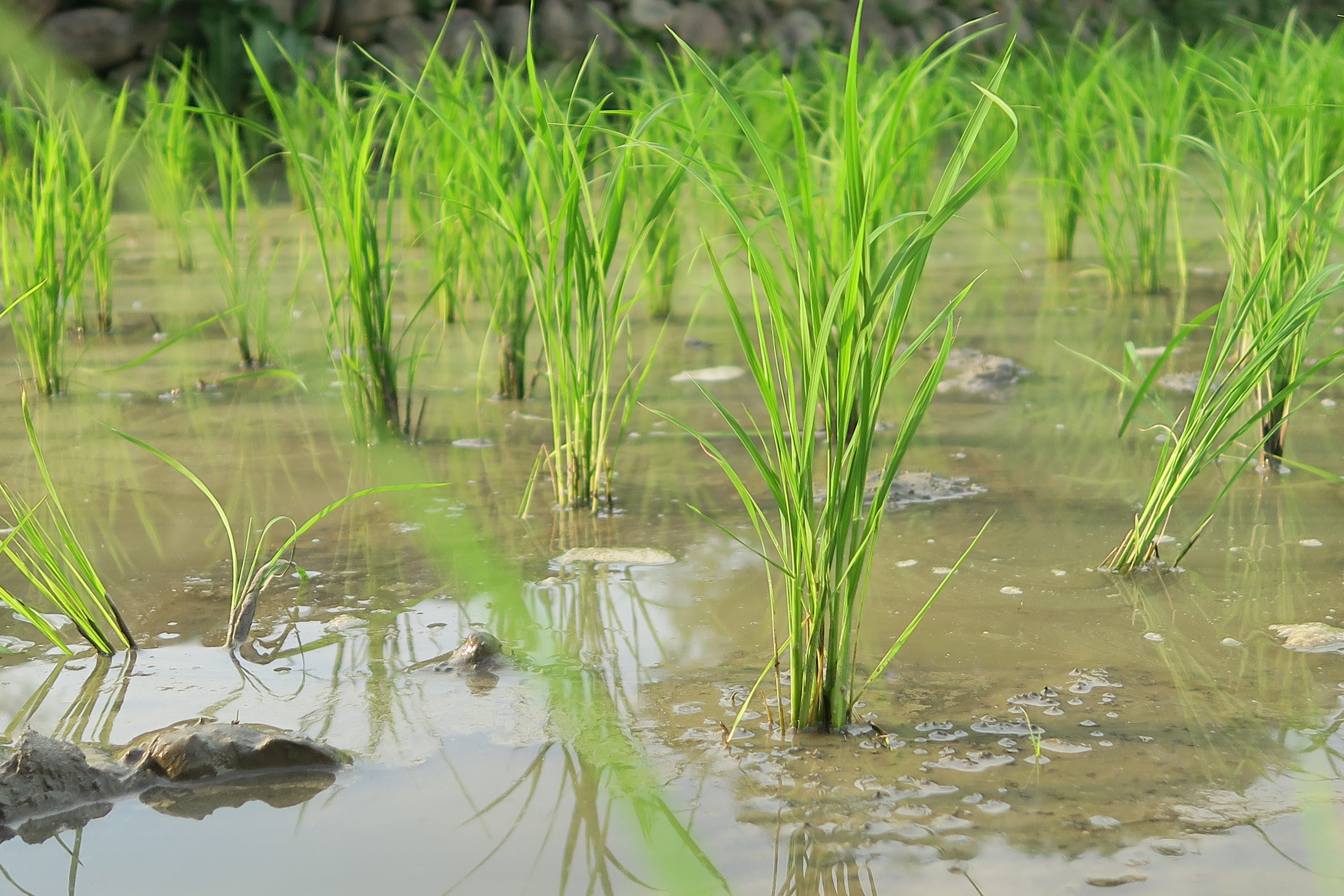 Young green rice plants growing in flooded paddies with water reflections and natural vegetation