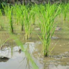 Young green rice plants growing in flooded paddies with water reflections and natural vegetation