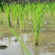 Young green rice plants growing in flooded paddies with water reflections and natural vegetation