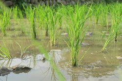 Young green rice plants growing in flooded paddies with water reflections and natural vegetation