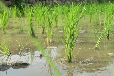 Young green rice plants growing in flooded paddies with water reflections and natural vegetation