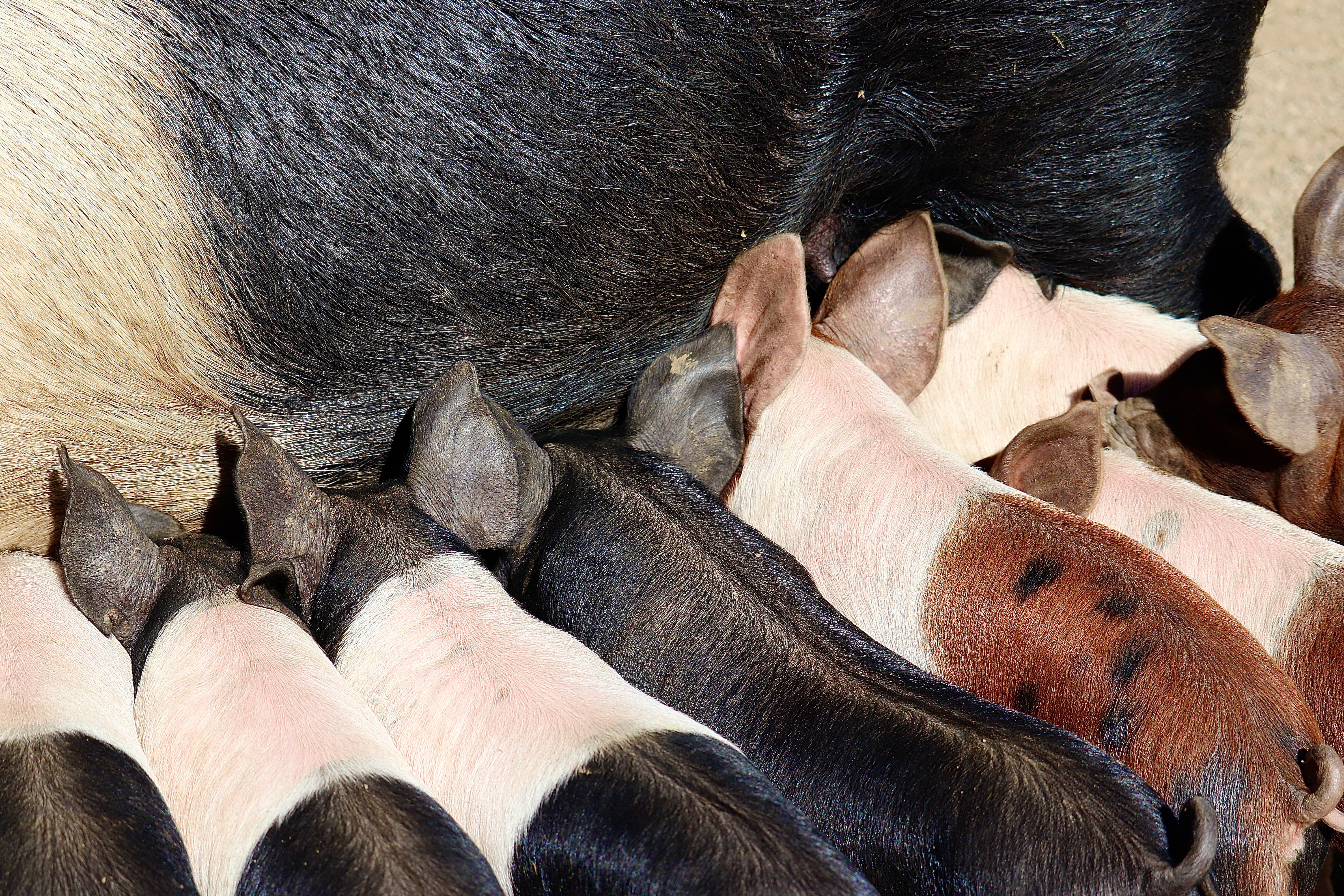 Piglets nursing from mother pig during feeding time on farm