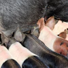 Piglets nursing from mother pig during feeding time on farm