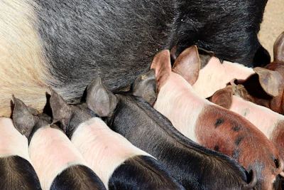 Piglets nursing from mother pig during feeding time on farm