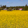 Expansive yellow rapeseed field with farmhouses and coniferous forest under clear sky