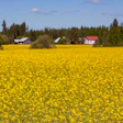 Expansive yellow rapeseed field with farmhouses and coniferous forest under clear sky