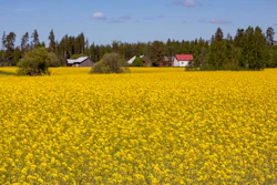 Expansive yellow rapeseed field with farmhouses and coniferous forest under clear sky