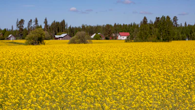 Expansive yellow rapeseed field with farmhouses and coniferous forest under clear sky