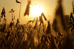 Soybean field at golden hour with backlit pods in focus and blurred sunset sky