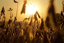 Soybean field silhouetted against golden sunset sky with selective focus on mature pods