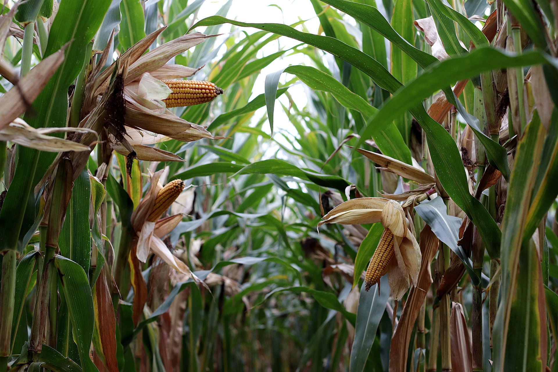 Mature corn plants with exposed golden ears growing in a field with green leaves and brown husks