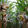 Mature corn plants with exposed golden ears growing in a field with green leaves and brown husks