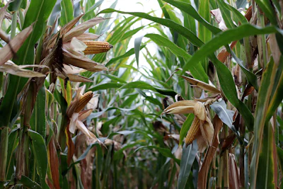 Mature corn plants with exposed golden ears growing in a field with green leaves and brown husks